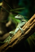 MARTIN ŠAFÁŘ - Agama Molucká (Hydrosaurus amboinensis)