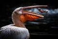 ONDŘEJ CHVÁTAL - Pelikán bílý (Pelecanus onocrotalus)