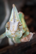 ANGELIKA TOMEČKOVÁ -Chameleon jemenský