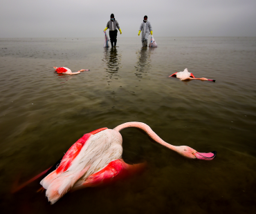 vitezny-snimek--the-bitter-dead-of-birds.png