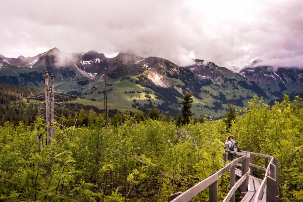 boardwalk-2378681.jpg
