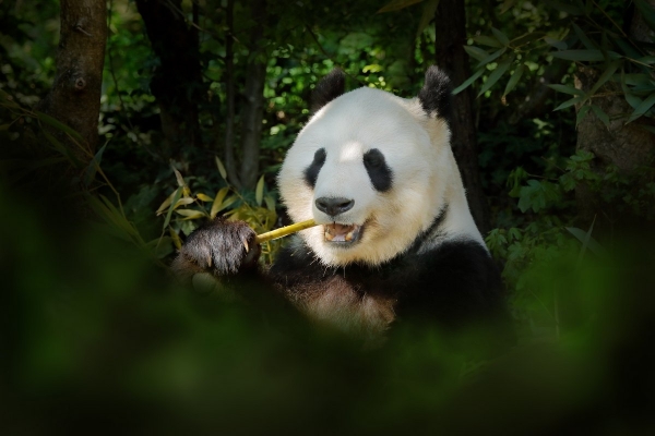 zoo-viden,-panda-velka,-ondrej-prosicky.jpg