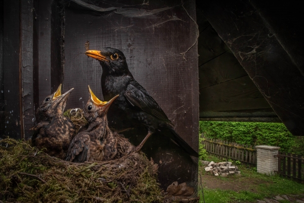 1.-kos-cerny-(turdus-merula).jpg