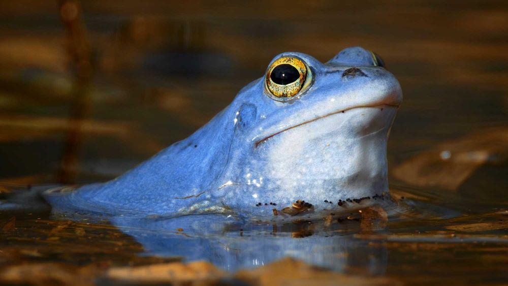 Lukáš Pich Wildlife Skokan