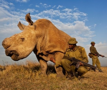 Brent Stirton_Nosorožčí války hl