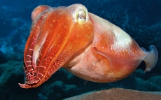 cuttle-fish.jpg