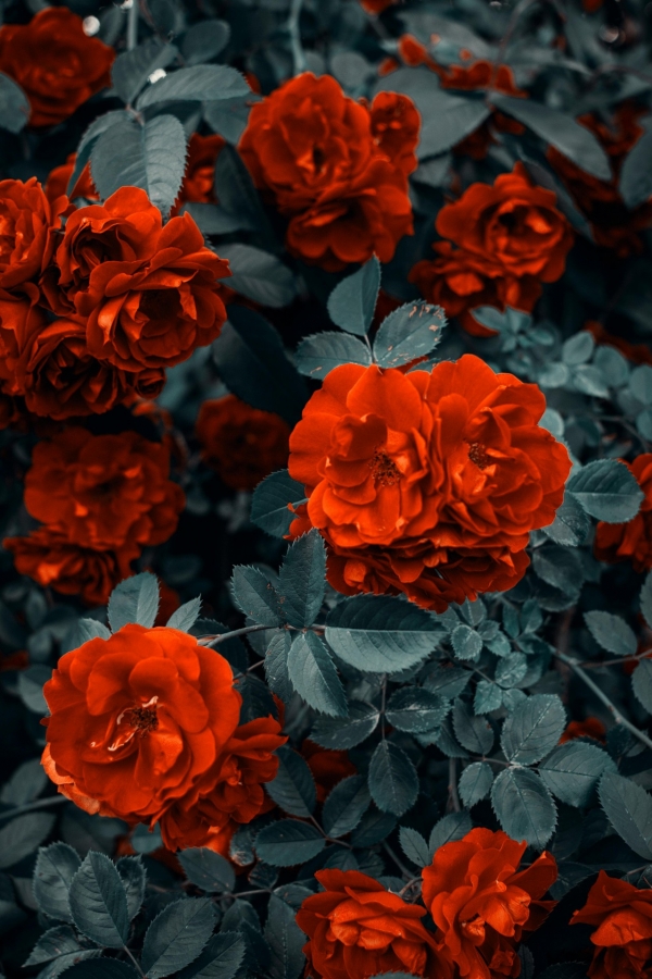 pexels-arts-1187079.jpg