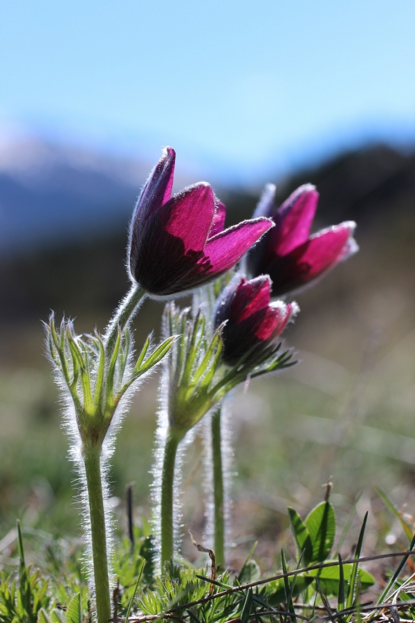 wild-flowers-961267.jpg