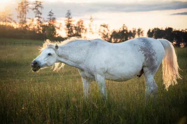 horse.jpg