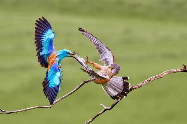 -hun0157-falco-tinnunculus-coracias-garrulus-nef-dxo-deepprimexd-corr.jpg