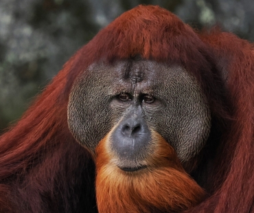 borneo-lemberk-pongo-pygmaeus-24-21.jpg