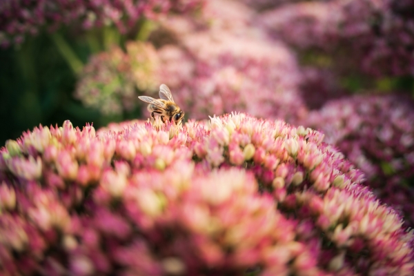 bee-28mm.jpg