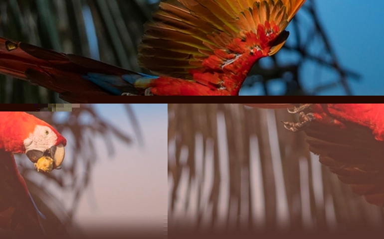 screenshot-2024-10-12-at-08-22-48-birdphotography-gitzo.jpg