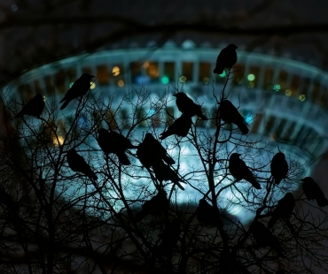 -ber5531-corvus-cornix-nef-dxo-deepprime.jpg