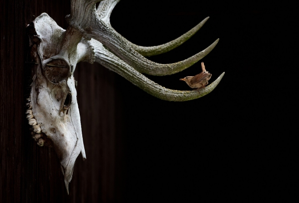 ceska-priroda-tomas-grim-memento-mori-carpe-diem.jpg