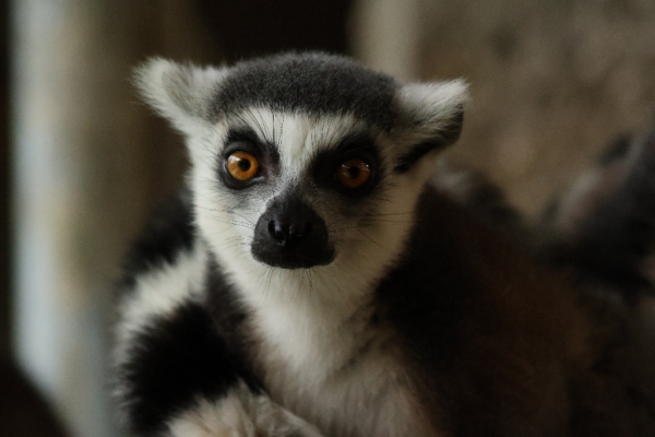 rf-75-300-r50-animal-sample-cinc-img-6659-s.jpg