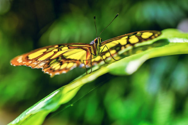 pjj-fatamorgana-duben2025-nikonz5ii-00689-enhanced-nr-edit.jpg