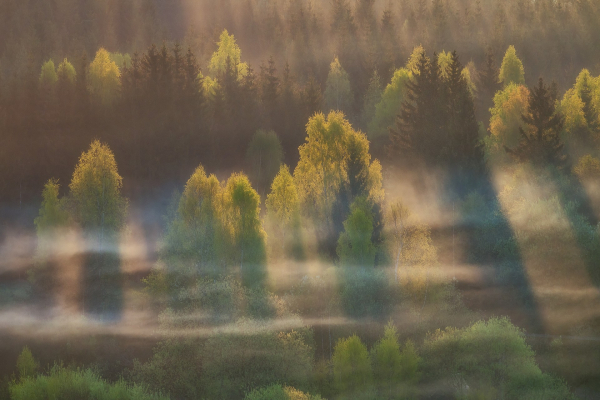 pjj-fotouletbraun-kveten2025-nikonz5ii-02613-edit.jpg