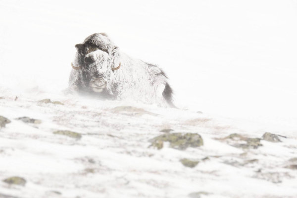 dovrefjell-02.jpg
