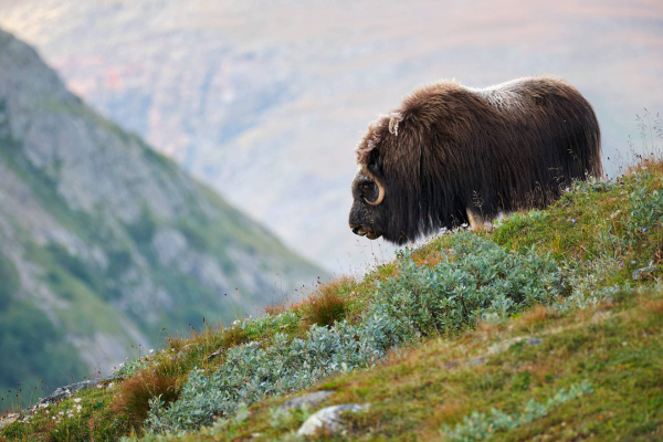 dovrefjell-03.jpg