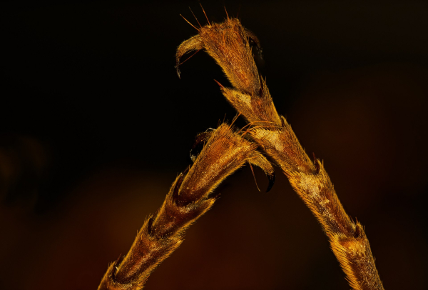 nohy-srs╠îne╠î-5x.-185-fotografii╠u.jpg