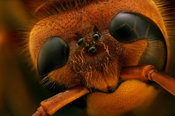 vrchni╠u-c╠îa╠ust-hlavy-srs╠îne╠î-5-x.jpg-165-fotografii╠u.jpg