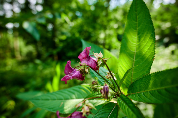 ludek-bouska-nz8-0333-bokeh.jpg