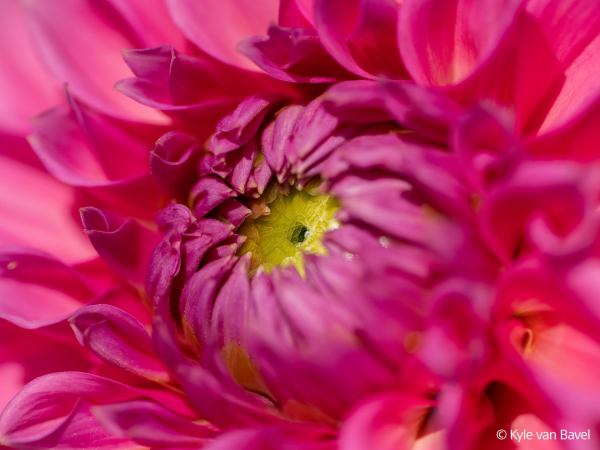 6.-kyle-van-bavel-sample-sel100m28gm-4.jpg