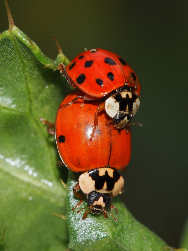 03-rihova-vetrelci-bezobratli-slunecko-vychodni-svetla-forma-succinea-srovnej.jpg 03-rihova-vetrelci-bezobratli-slunecko-vychodni-svetla-forma-succinea-srovnej.jpg