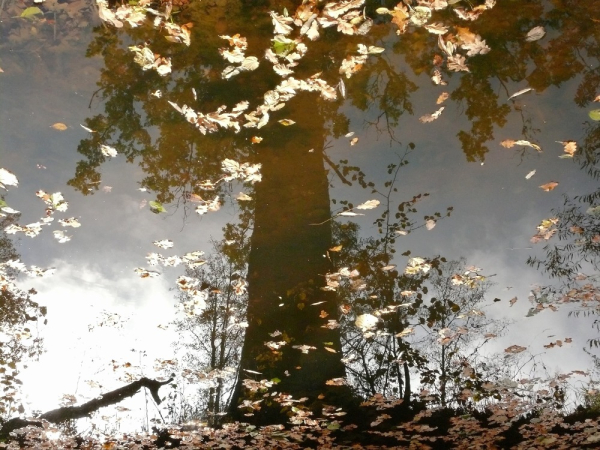 alej-1-foto-bohuslava-marikova.jpg alej-1-foto-bohuslava-marikova.jpg