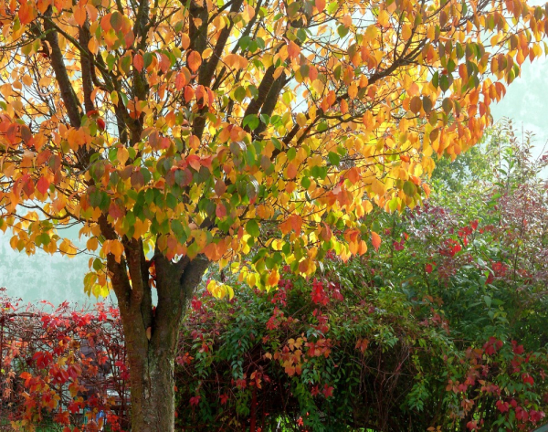 strom-3-foto-bohuslava-marikova.jpg strom-3-foto-bohuslava-marikova.jpg