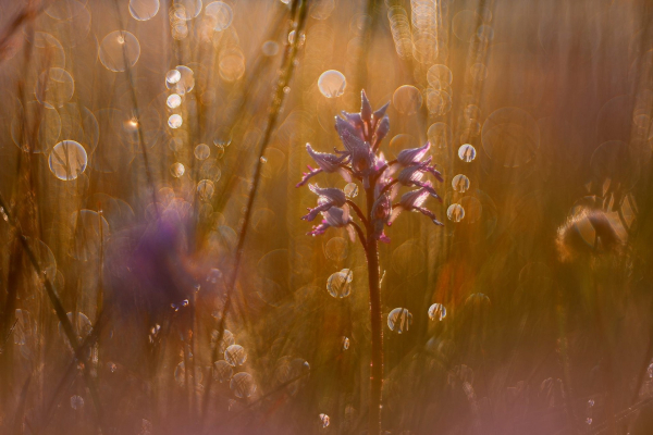 orchideje-bile-karpaty-ondrej-prosicky2.jpg