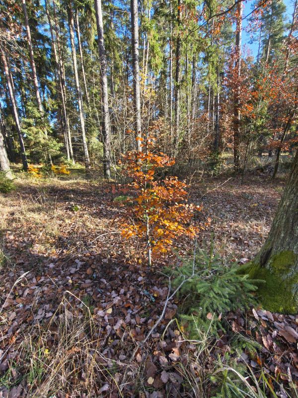 img-20251105-135708043-hdr---kopie.jpg