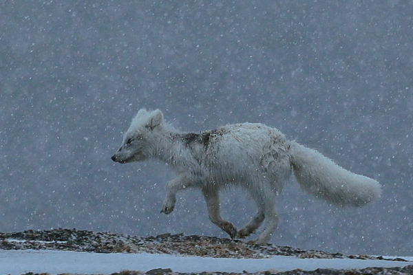 liska-polarni.jpg