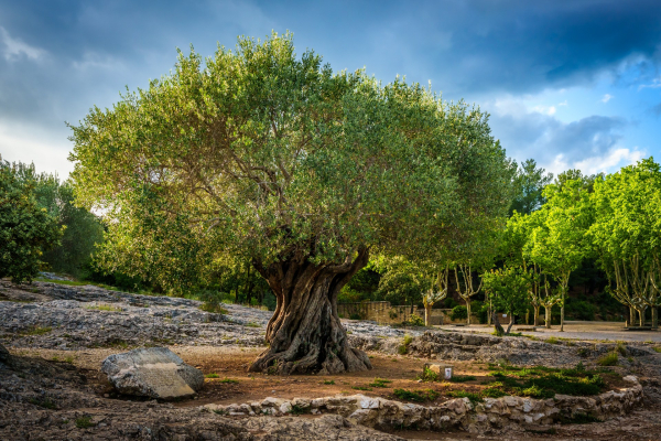 provence-stary-olivovnik.jpg