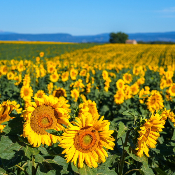 valensole-2..jpg