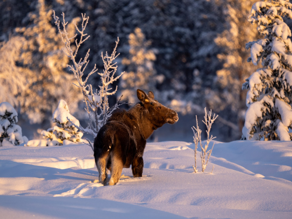fotoexpedice-laponsko-kiruna-22.jpg