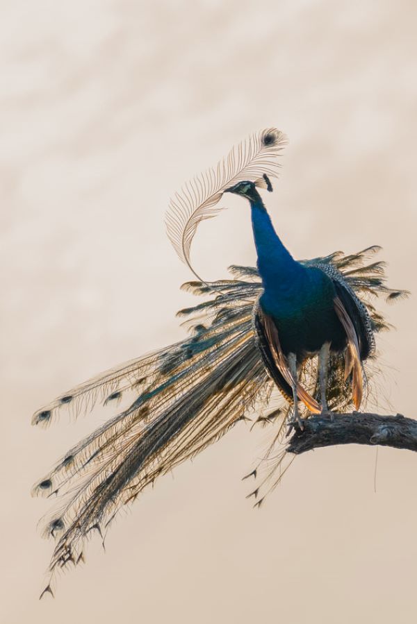 ©-jeirin-anton,-sri-lanka,-shortlist,-youth-competition,-sony-world-photography-awards-2026.jpg