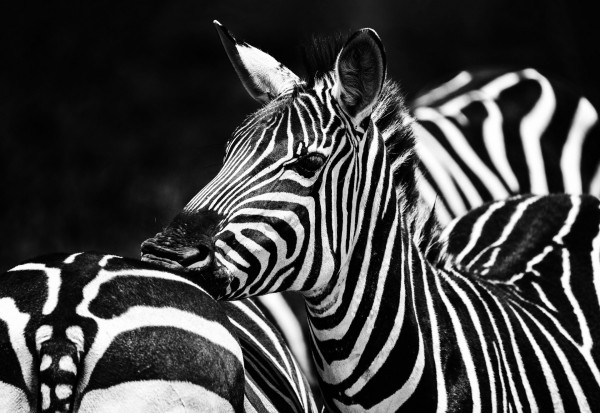 3171-kopie-bw.jpg