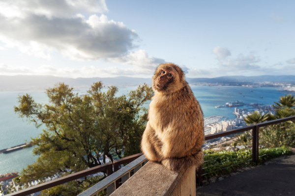 makak-bezocasy-4000-gibraltar-jiri-sebek.jpg